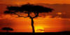 Схема вышивки «Africa Sunset»