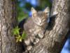 Котик на дереве: оригинал
