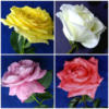 Схема вышивки «4 Roses»
