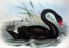 Black Swan: оригинал