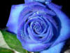 Схема вышивки «Голубая роза.»