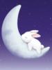 Sleeping bunny: оригинал