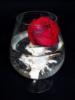 Роза с кораллом в бокале: оригинал