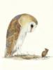 Owl and Mouse: оригинал