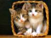 Схема вышивки «Two Kittens in Basket»