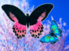 Схема вышивки «Бабочки Jeffrey Langell»