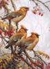 Схема вышивки «Птицы»