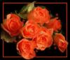 Оранжевые розы: оригинал