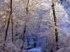 Схема вышивки «Зима в лесу»