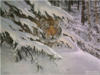 Siberian Tiger: оригинал
