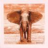 Схема вышивки «Африканский слон»
