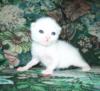 Our Kitten - Casper: оригинал