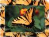 Схема вышивки «Тигровая бабочка»