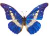Схема вышивки «Синяя Бабочка»