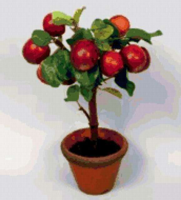 Колоновидные плодовые деревья груша. Как выращивать яблоню в горшке. Бонсай malus halliana. Китайская карликовая яблоня. Колоновидный мандарин.