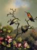 Схема вышивки «Ruby-Throated Hummingbirds»