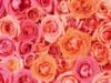 Схема вышивки «Обилие роз»