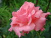 Розовая роза: оригинал
