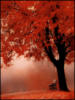 Схема вышивки «Осень красная»