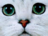 Схема вышивки «Кот белый глаза»