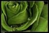 Схема вышивки «Зеленая роза»