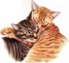 Схема вышивки «Кошачья любовь»