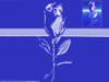 Синияя роза: оригинал