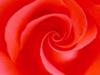 Схема вышивки «В красном цвете»