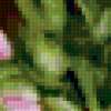 Цветы пассифлора: предпросмотр