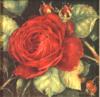 Схема вышивки «Подушка 35 Красная роза»