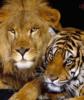 Схема вышивки «Лев с тигром»