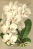 Схема вышивки «Орхидеи20»