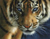 Схема вышивки «Тигр с синими глазами»