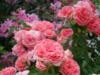 Схема вышивки «Розы в саду»