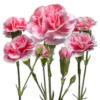 Схема вышивки «Carnations-подушка и картина»