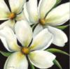 Схема вышивки «Подушка 36 Белые цветы»