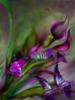 Схема вышивки «Фиолетовые бабочки и цветы»