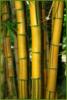 В зарослях бамбука: оригинал
