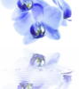 Схема вышивки «Голубая орхидея»