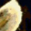 Пеликан-кудрявый: предпросмотр
