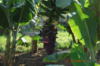 Схема вышивки «Банановая плантация»