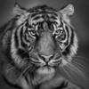 Черное и белое. Тигр.: оригинал