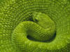 Схема вышивки «Зеленый змий»