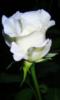 Схема вышивки « белая роза»