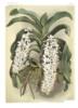 Схема вышивки «Орхидеи в рисунках»