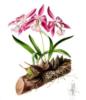 Орхидеи в рисунках: оригинал