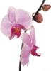 Живые орхидеи: оригинал