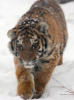 Схема вышивки «Амурский тигр»