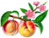 Схема вышивки «Сладкие персики!!!!»
