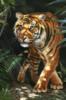 Тигр в джунглях: оригинал